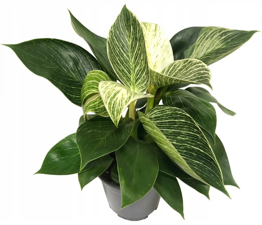 Філодендрони та інші кімнатні рослини: екзотика у вашому домі